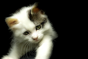 Site de photographe d'animaux de compagnie